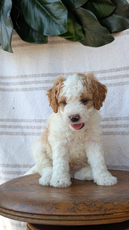 CAVAPOO (MAY 23) MALES