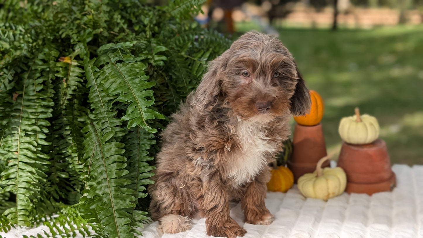 MINI BERNEDOODLE (07/25) FEMALE