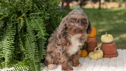 MINI BERNEDOODLE (07/25) FEMALE