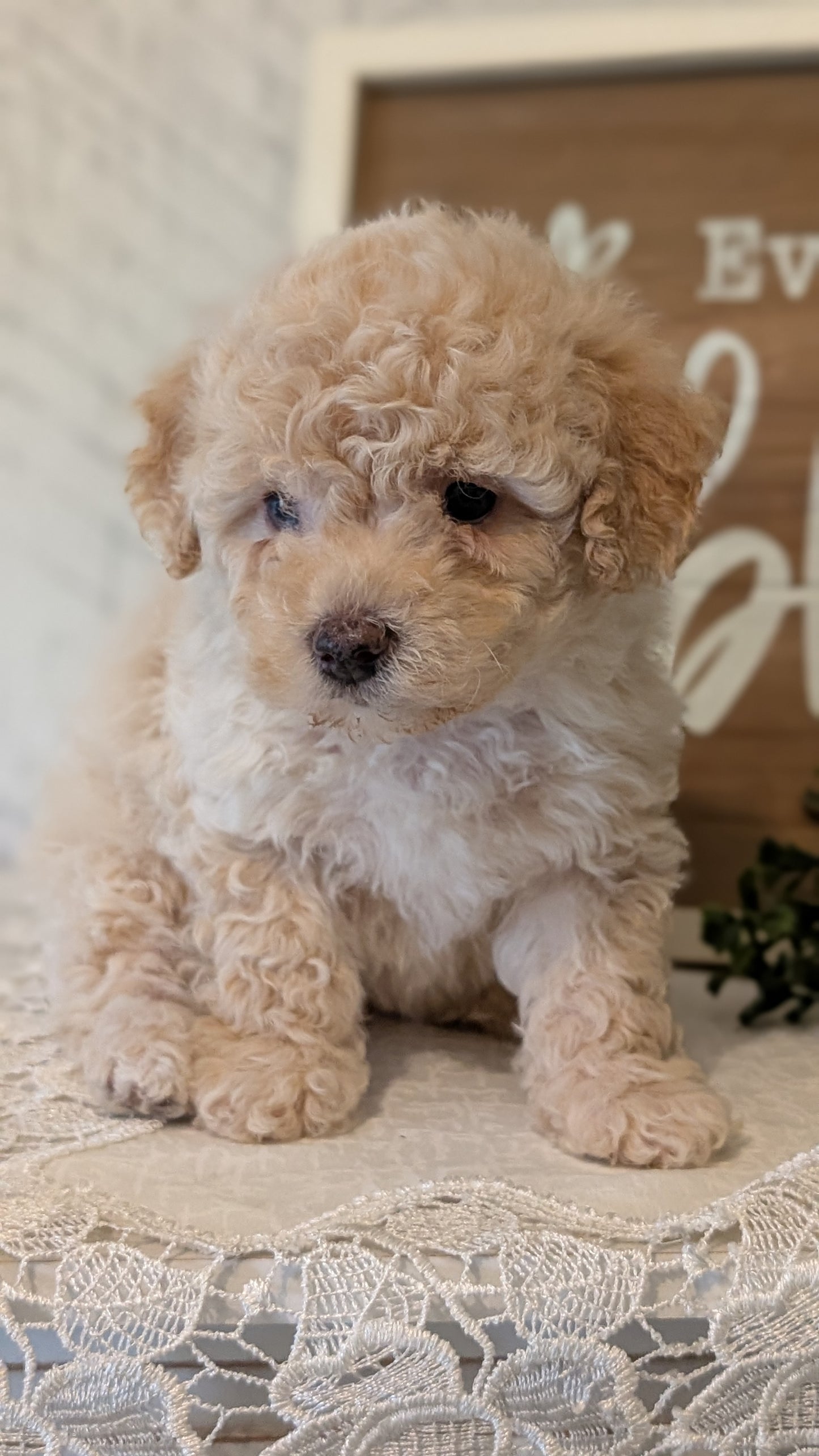 MALTIPOO (APR 05) FEMALES