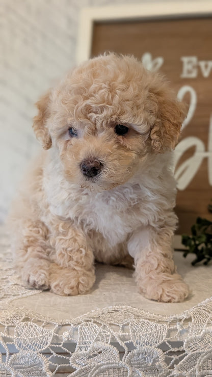 MALTIPOO (APR 05) FEMALES