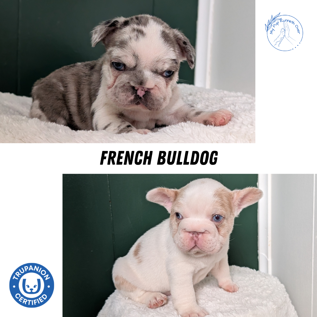 FRENCH BULLDOG (APR 03) MALE