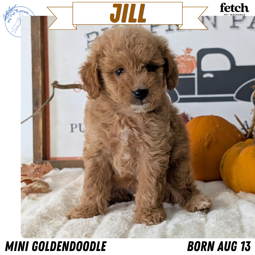 MINI GOLDENDOODLE (AUG 13) 6 MALES/3 FEMALES