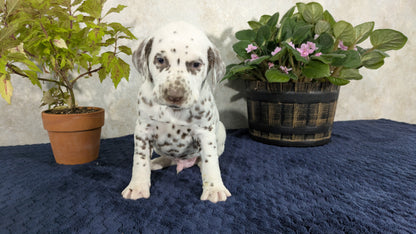 DALMATIAN (02/14) MALE