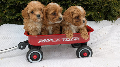 TOY CAVAPOO (02/26) MALE