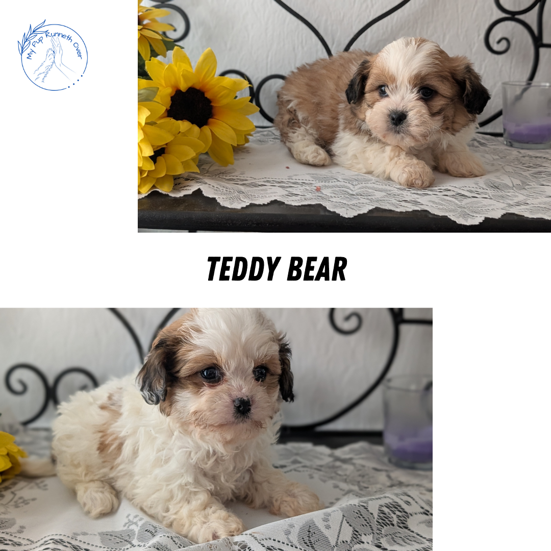 TEDDY BEAR (DEC 07) FEMALE