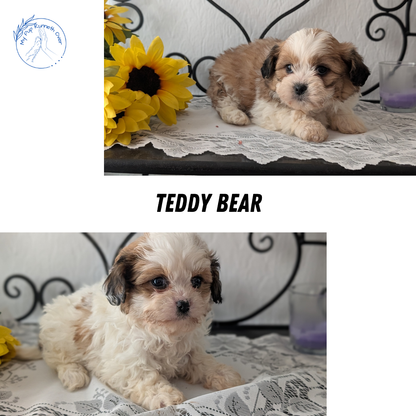 TEDDY BEAR (DEC 07) FEMALE