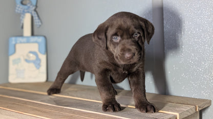LABRADOR RETRIEVER (JAN 18) FEMALES