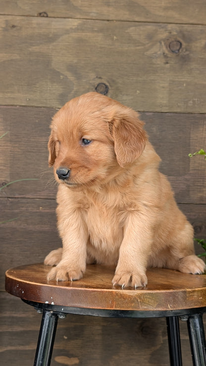 GOLDEN RETRIEVER (MAR 27) FEMALES