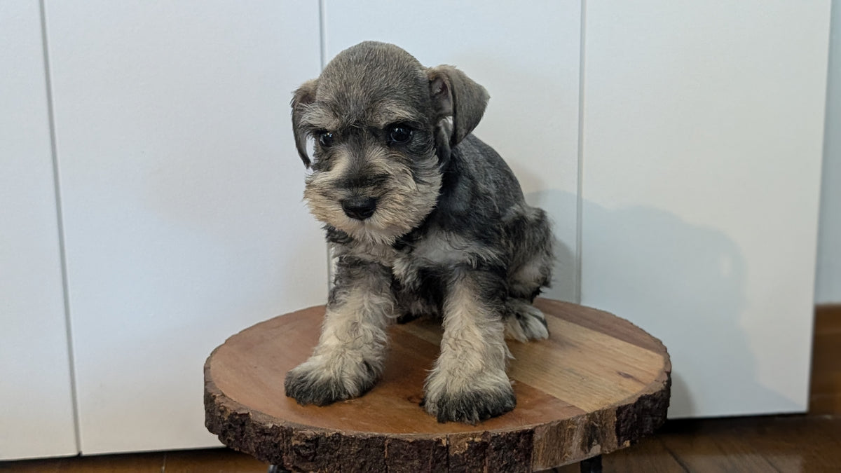 MINI SCHNAUZER (AUG 24) 8 FEMALES