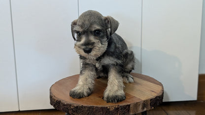 MINI SCHNAUZER (AUG 24) 8 FEMALES