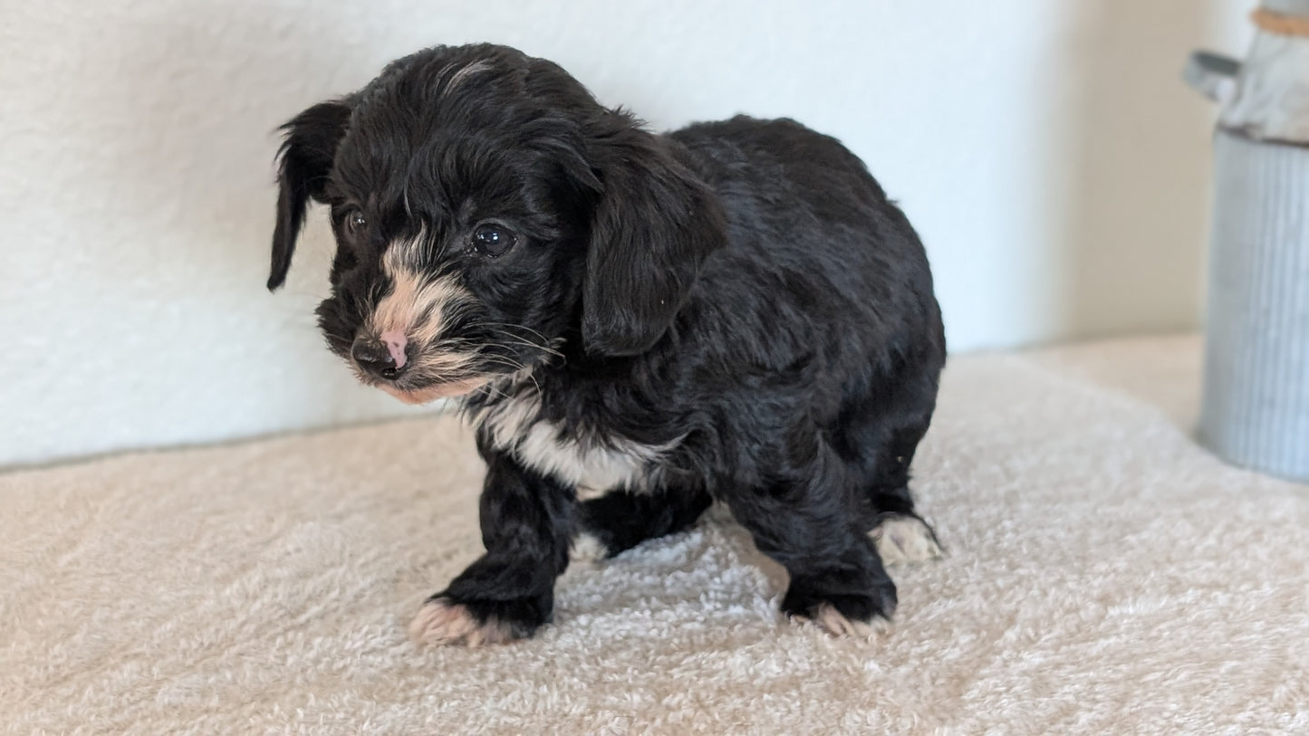 MINI BERNEDOODLE (OCT 15) MALES