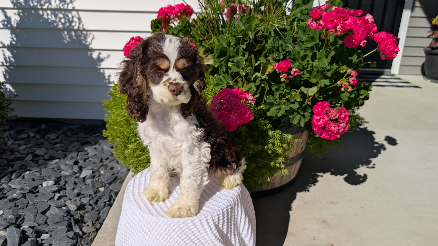 COCKER SPANIEL (07/17) MALE