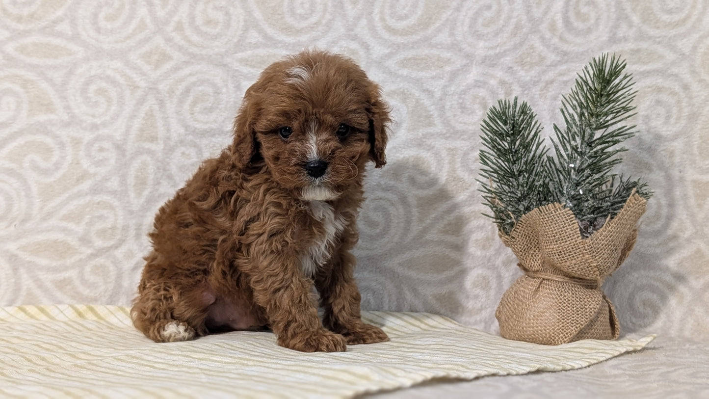 CAVAPOO (JAN 29) MALES