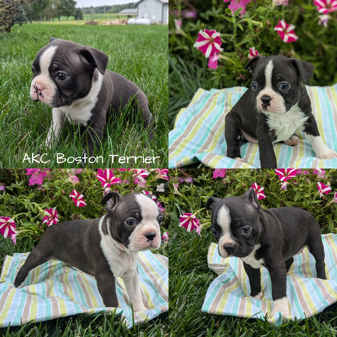 Terrier Rescue Boston Terrier Puppies Available Blue Boston Boston