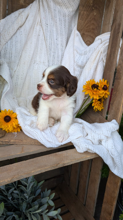 COCKAPOO (06/02) FEMALE