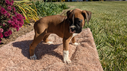 BOXER (09/08) FEMALE