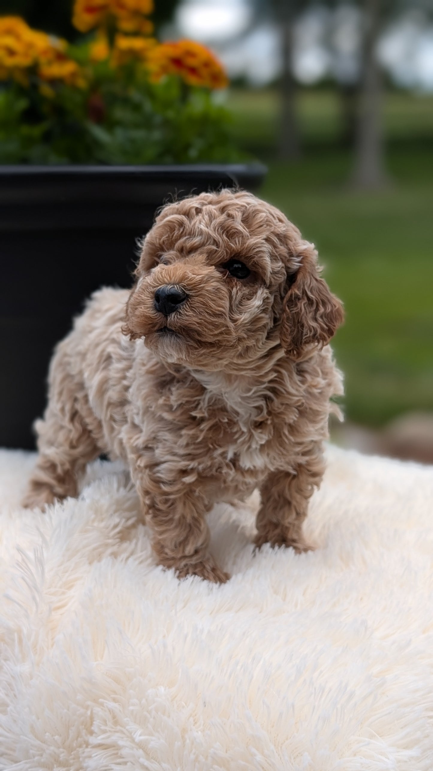 MINI POODLE (MAY 12) MALES