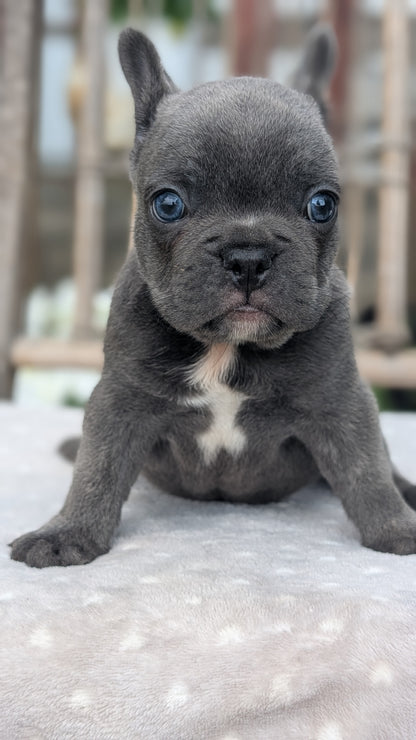 FRENCH BULLDOG (05/20) MALE