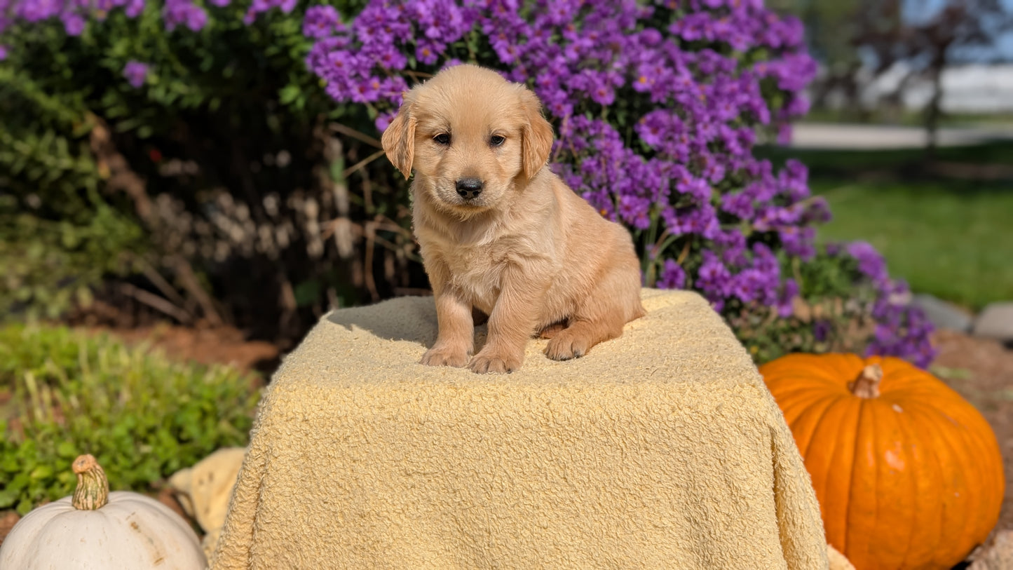 GOLDEN RETRIEVER (08/14) MALE