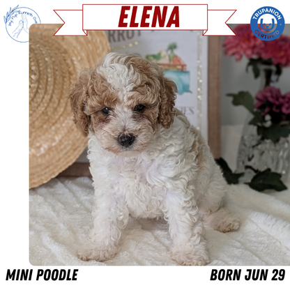 MINI POODLE (06/29) FEMALE