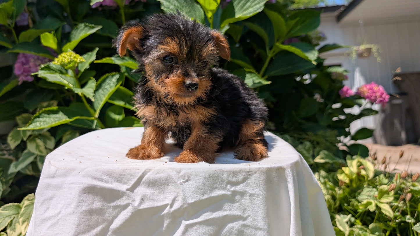 YORKSHIRE TERRIER (05/23) FEMALE