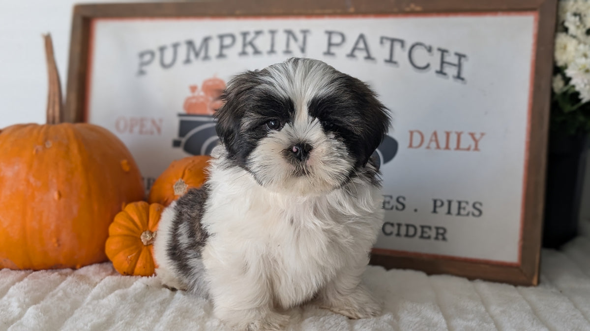 SHIH TZU (AUG 17) 2 FEMALES/3 MALES