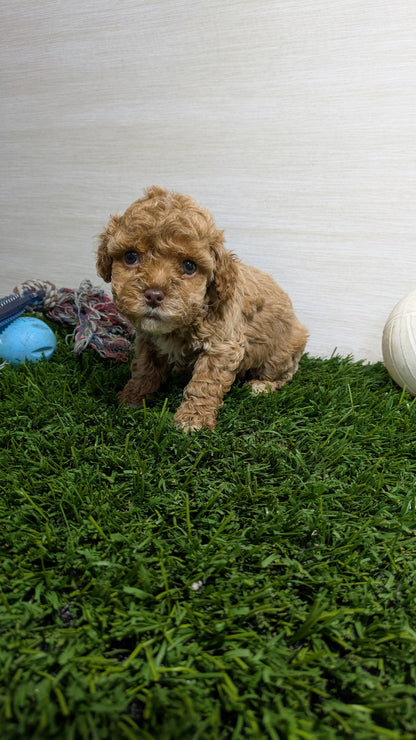 COCKAPOO (01/01) FEMALE
