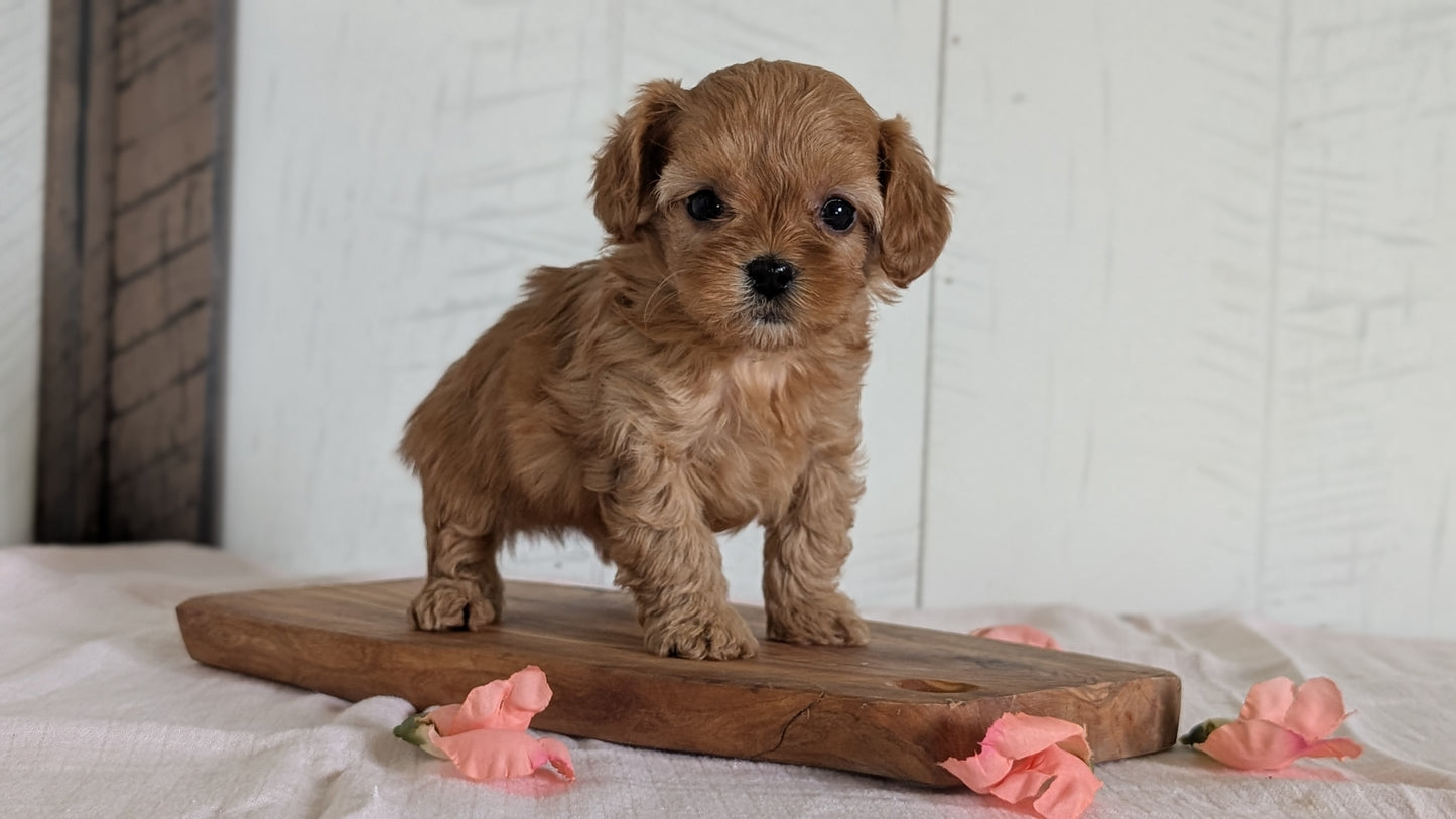 CAVAPOO (FEB 11) MALES