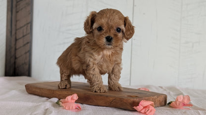 CAVAPOO (FEB 11) MALES