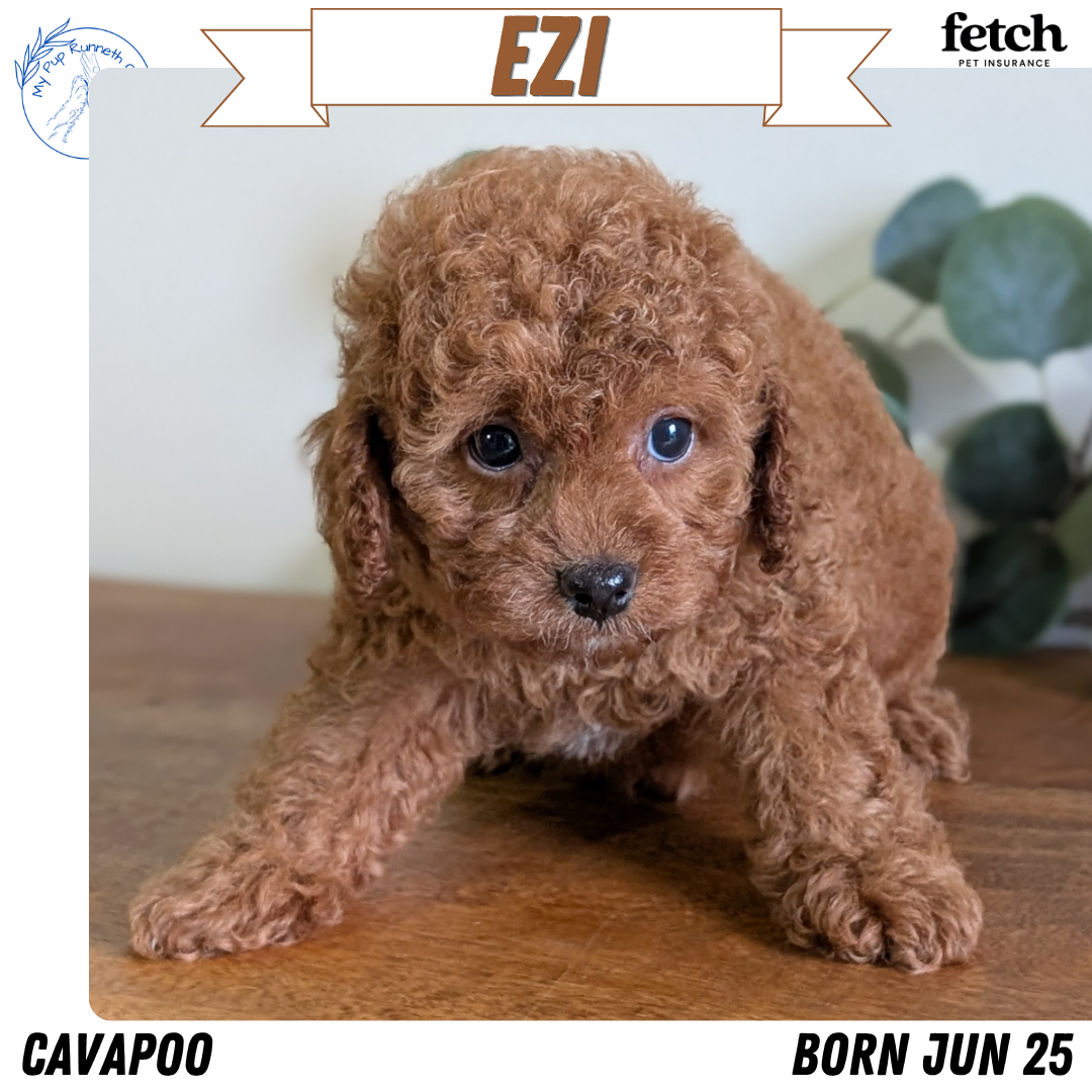 CAVAPOO (JUN 25) FEMALES