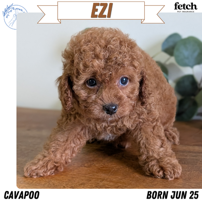 CAVAPOO (JUN 25) FEMALES