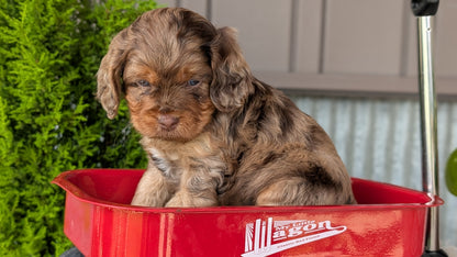 COCKAPOO (MAY 10) MALES