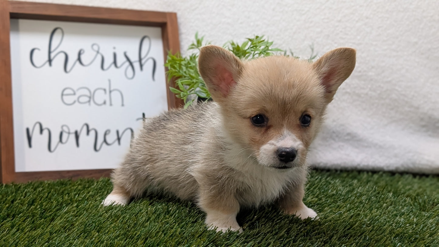CORGI (07/10) MALE