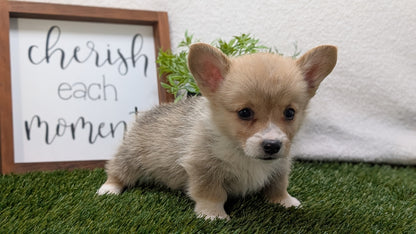 CORGI (07/10) MALE