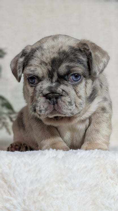 FRENCH BULLDOG (OCT 08) MALES