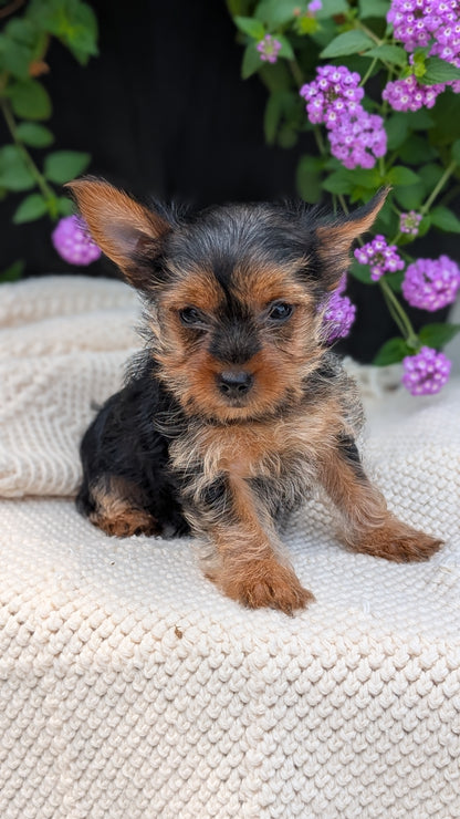 YORKSHIRE TERRIER (MAY 20) FEMALE