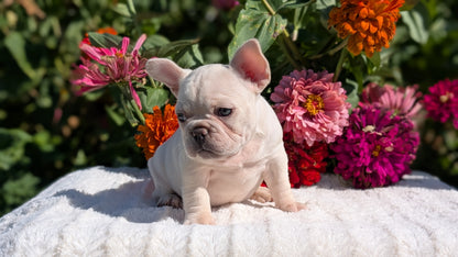 FRENCH BULLDOG (07/08) FEMALE