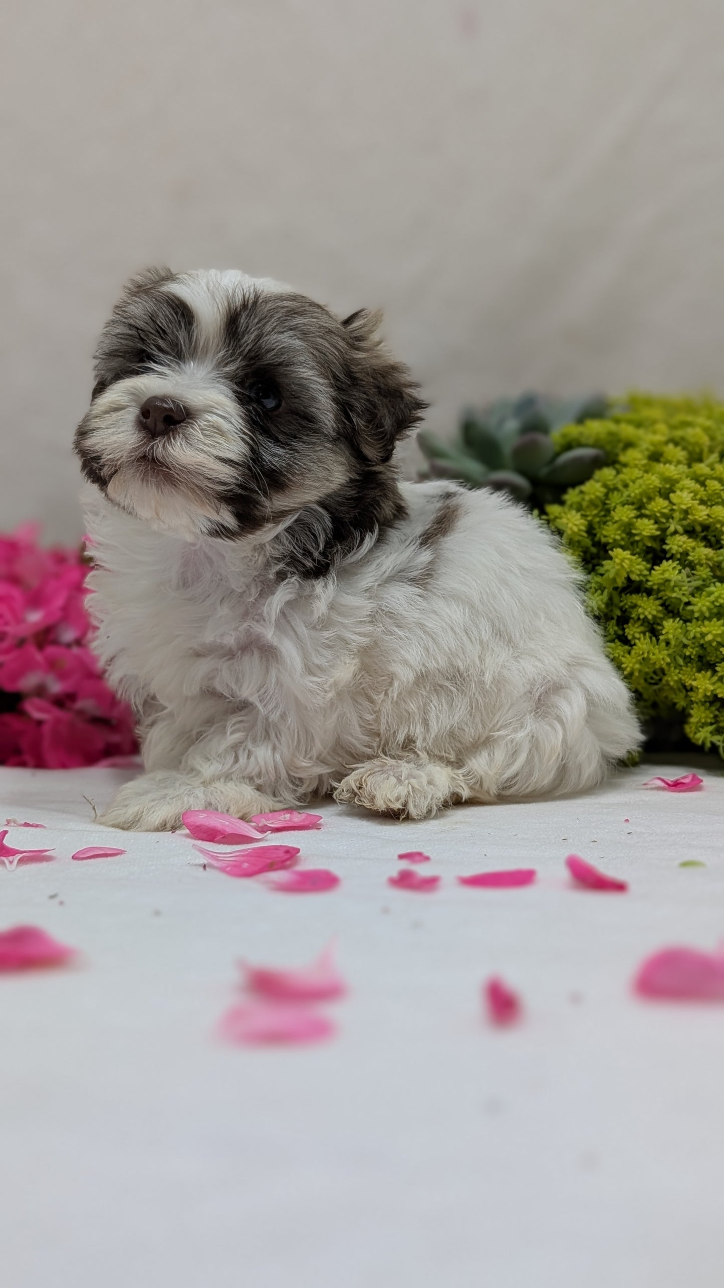 HAVANESE (09/13) MALE