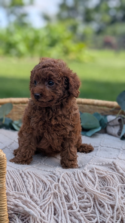 MINI POODLE (MAY 20) FEMALE