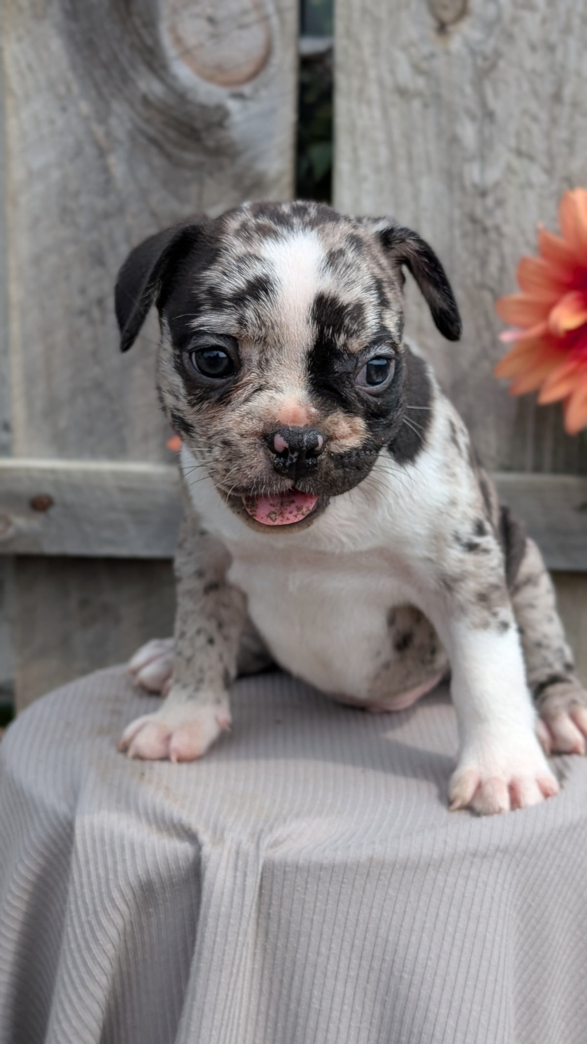 FRENCHTON (JUL 14) 2 MALES/1 FEMALE