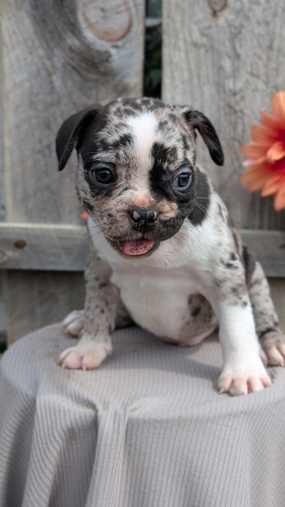 FRENCHTON (JUL 14) 2 MALES/1 FEMALE