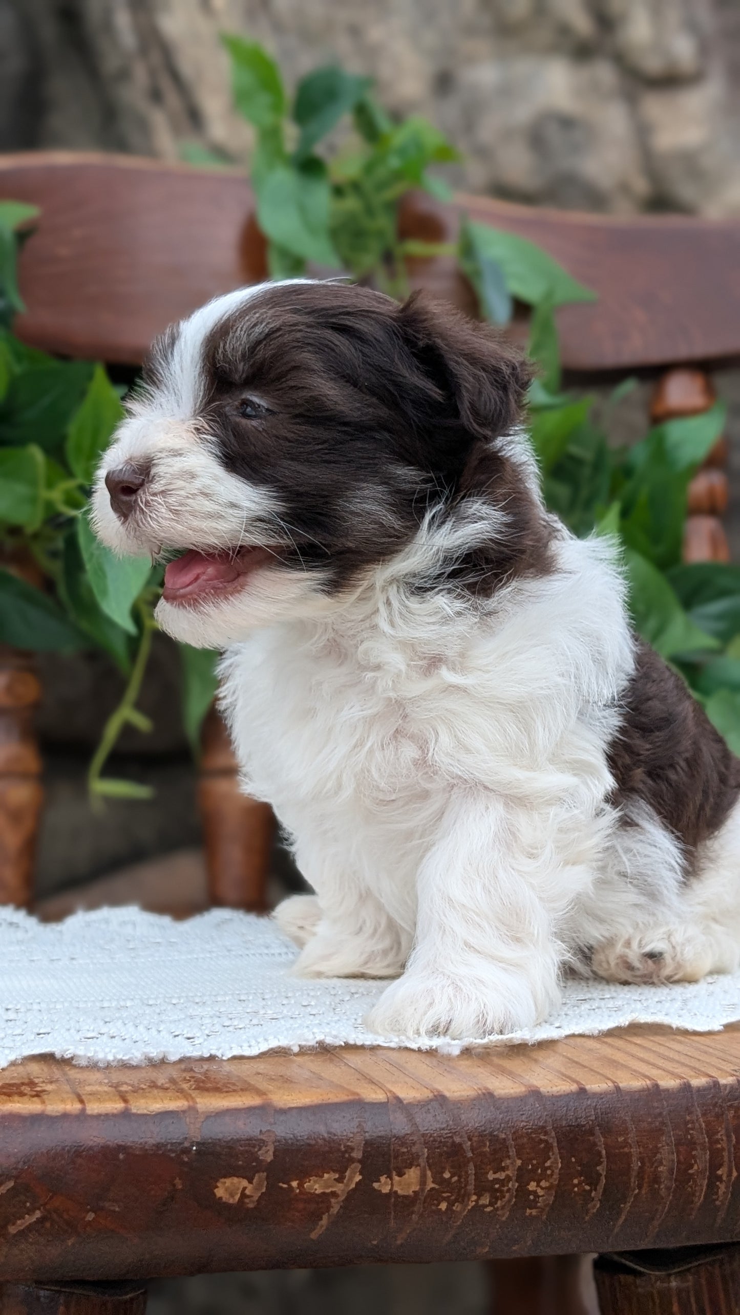 HAVANESE (APR 09) MALES