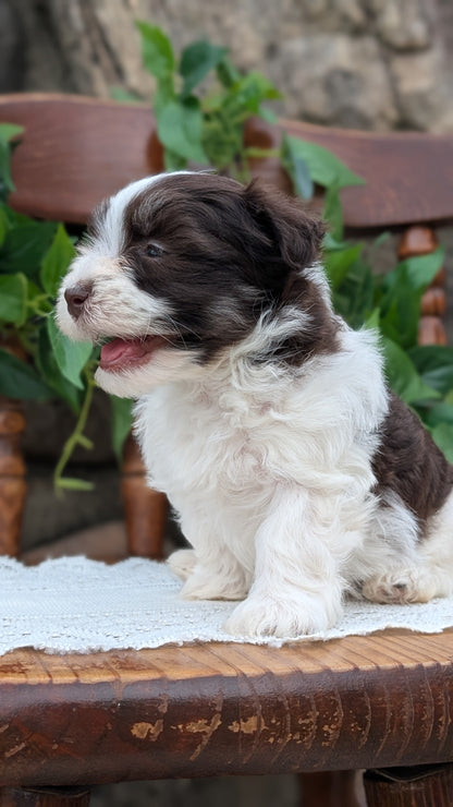 HAVANESE (APR 09) MALES