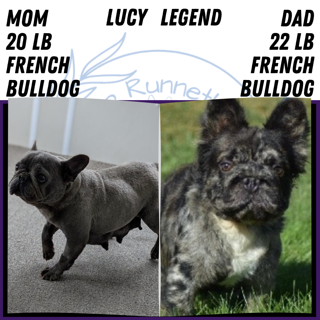 FRENCH BULLDOG (APR 24) MALES