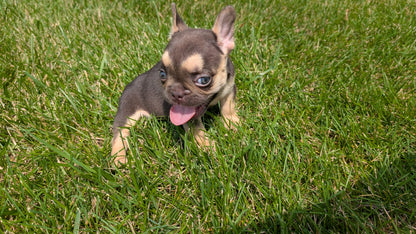 FRENCH BULLDOG (05/16) FEMALE
