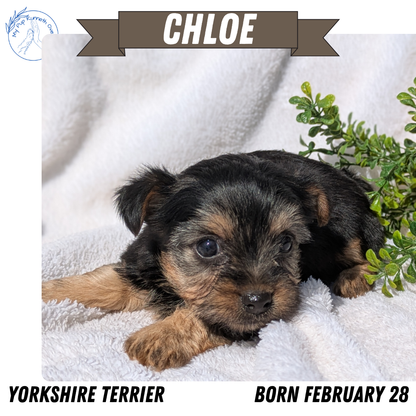 YORKSHIRE TERRIER (02/28) FEMALE
