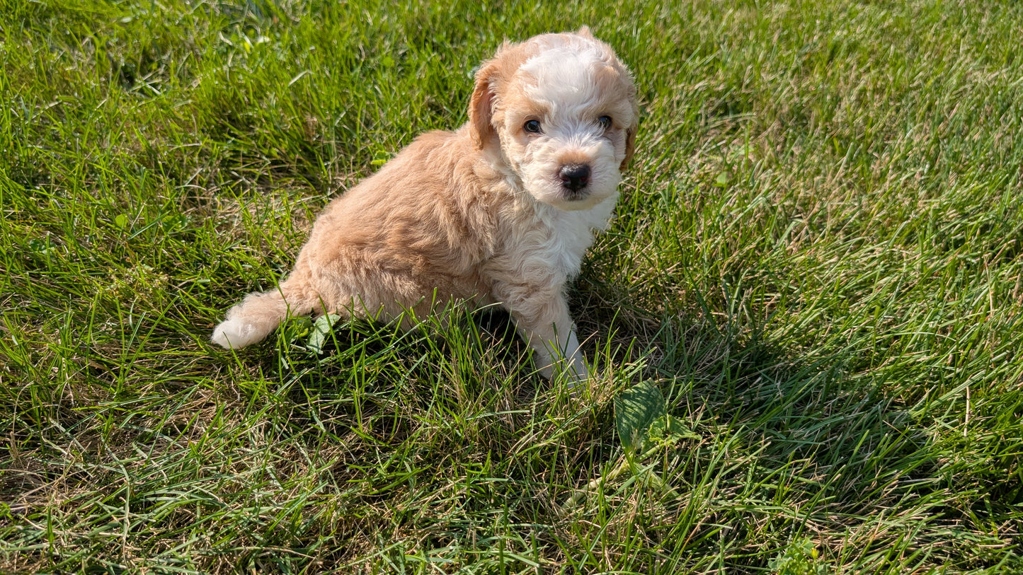 MINI AUSSIEDOODLE (06/21) MALE