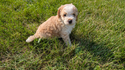 MINI AUSSIEDOODLE (06/21) MALE