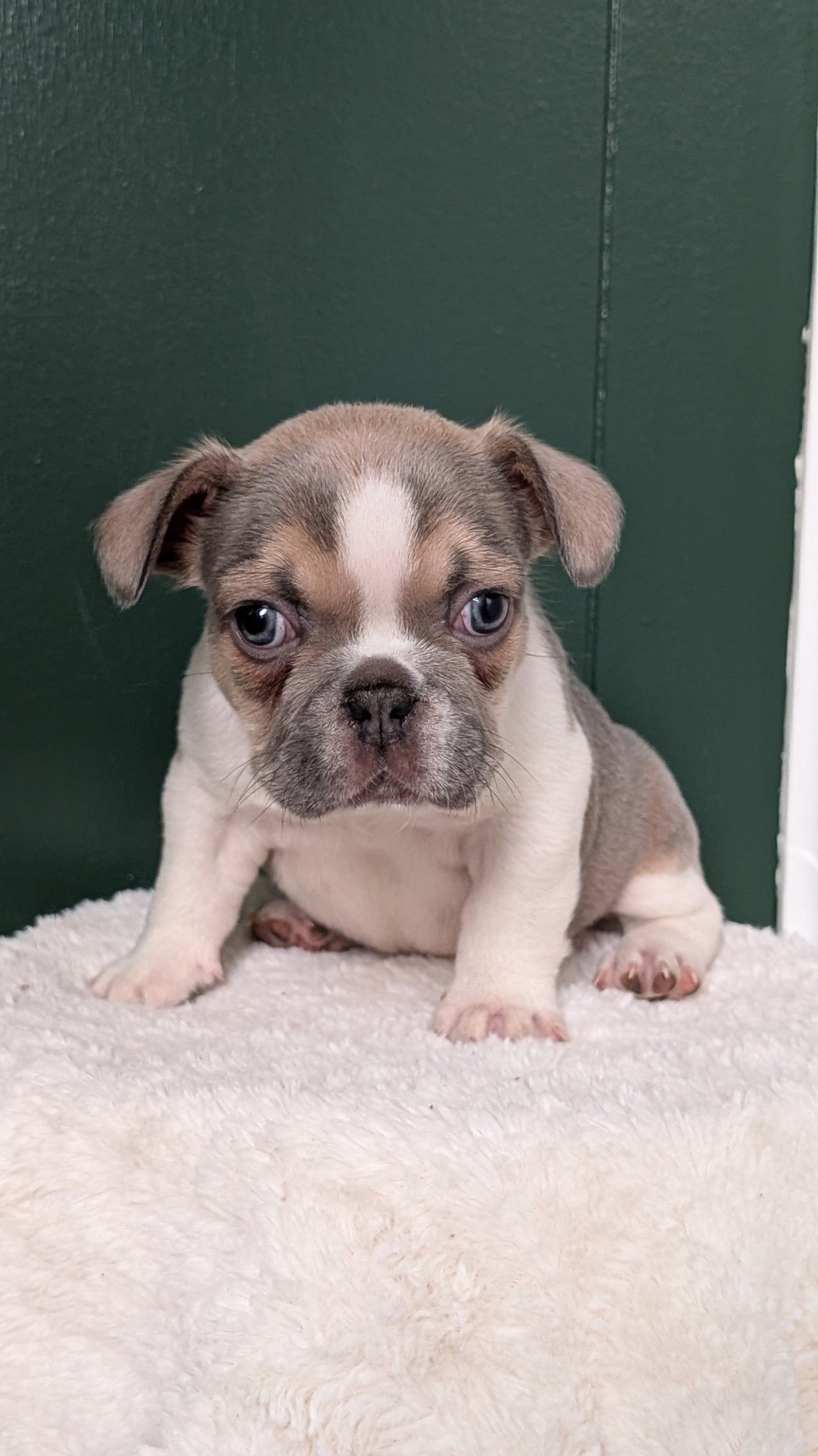 FRENCH BULLDOG (APR 06) FEMALE